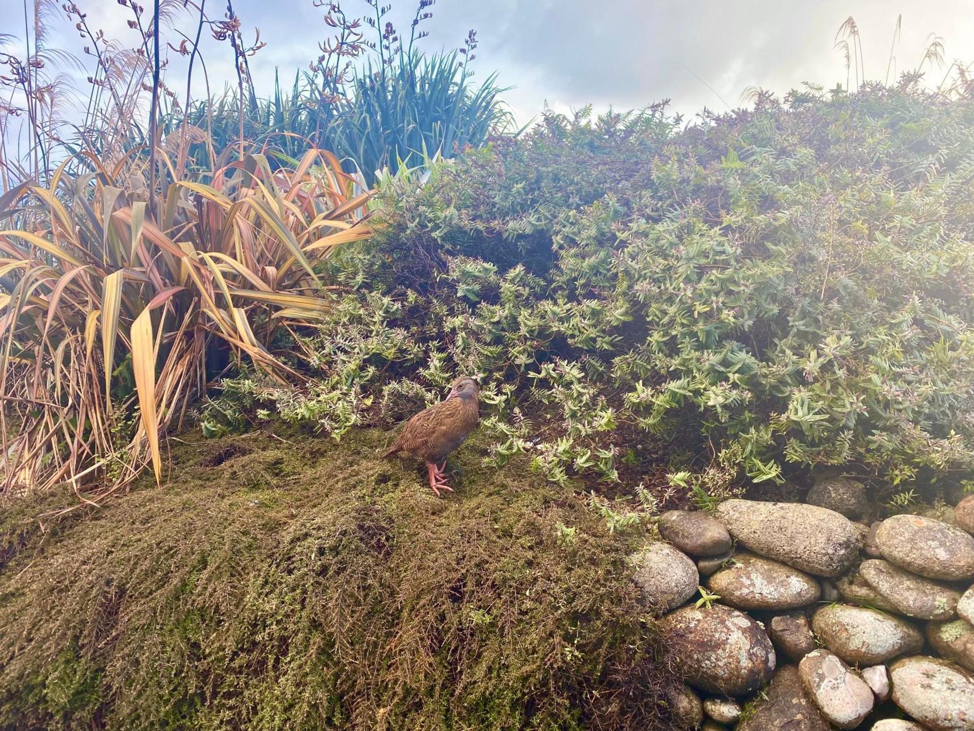 Wild Weka Eco Stay - Off-Grid 4Wd Recommended Waimarie Exteriér fotografie